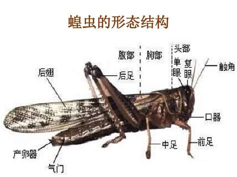 蟋蟀代表號碼 斜撐種類